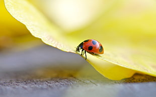 red ladybug perched on yellow petaled flower in closeup photo